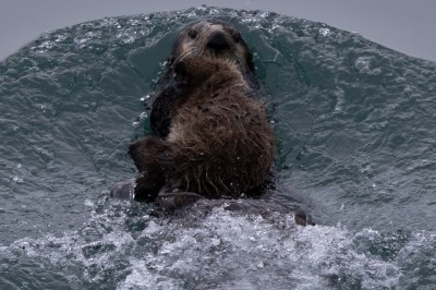 Glacier Bay