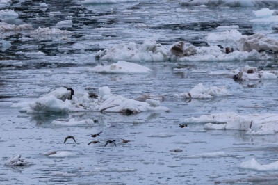 Glacier Bay