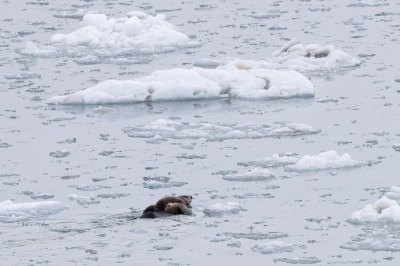 Glacier Bay