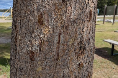 Bear paw marks