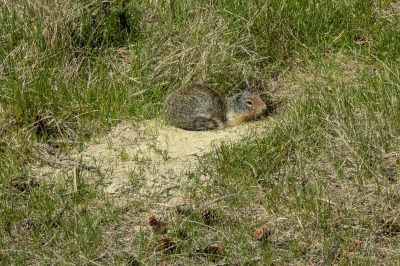 Ground Squirrels