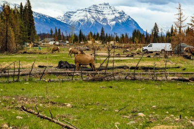 Whistler Campsite