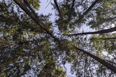 Pinegrove Campground