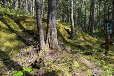Revelstoke - Snowforest