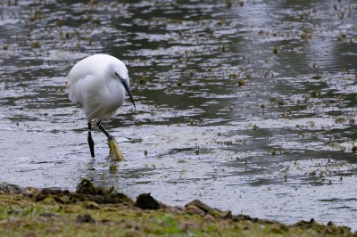 Paxton Pits Nature Reserve