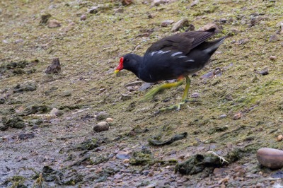 Paxton Pits Nature Reserve