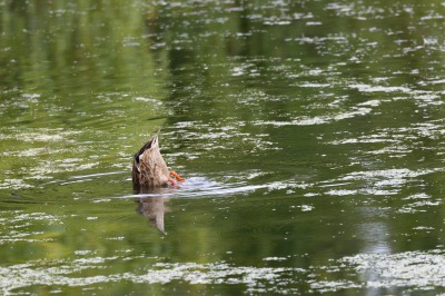 Paxton Pits Nature Reserve