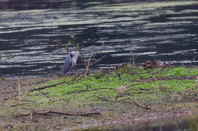 Paxton Pits Nature Reserve