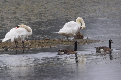Paxton Pits Nature Reserve