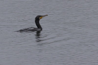 Paxton Pits Nature Reserve
