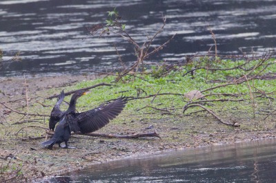 Paxton Pits Nature Reserve