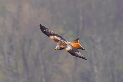 One Hundred House - Red Kite