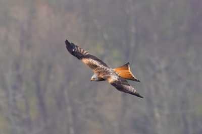 One Hundred House - Red Kite