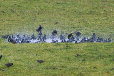 Starlings on the field