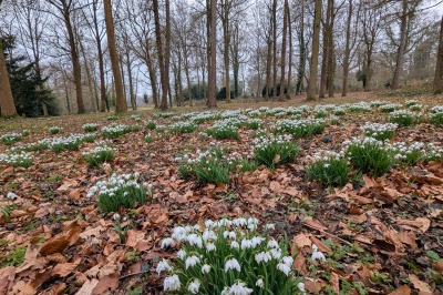 Stowe Park - Snowdrops