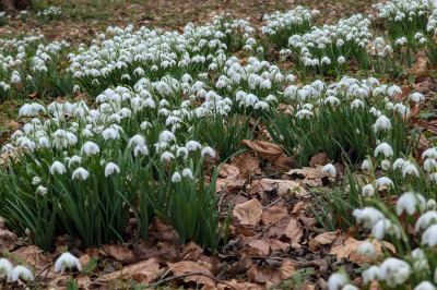 Stowe Park - Snowdrops
