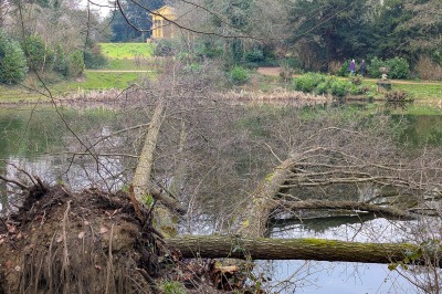 Stowe Park - Snowdrops