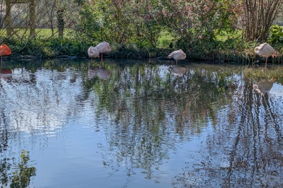 Coton Manor