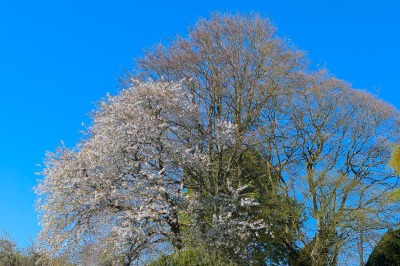 Coton Manor
