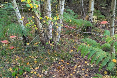 Snelsmore Common Country Park