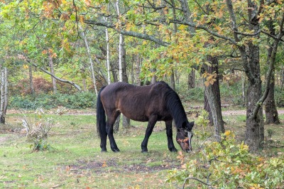Snelsmore Common Country Park