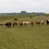 Figsbury Ring