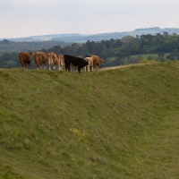 Figsbury ring