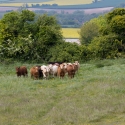 Figsbury ring