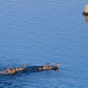 College Lake