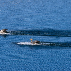 College Lake