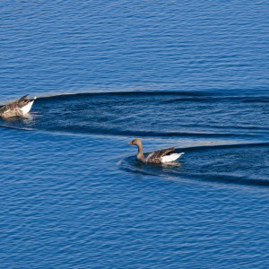 College Lake