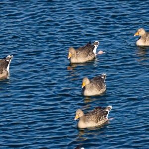 College Lake