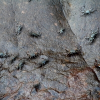 Ecuador, Galapagos San Cristobal Island, Cerro Brujo