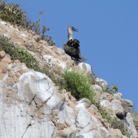 Ecuador, Galapagos San Cristobal Island, Cerro Brujo