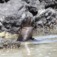 Ecuador, Galapagos San Cristobal Island, Cerro Brujo