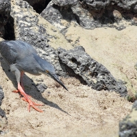 Ecuador, Galapagos San Cristobal Island, Cerro Brujo