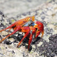 Ecuador, Galapagos San Cristobal Island, Cerro Brujo