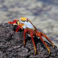 Ecuador, Galapagos San Cristobal Island, Cerro Brujo