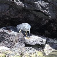 Ecuador, Galapagos San Cristobal Island, Cerro Brujo