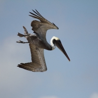 Ecuador, Galapagos San Cristobal Island, Cerro Brujo