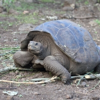 Ecuador, Galapagos San Cristobal Island, Highlands