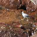 Ecuador, Galapagos San Cristobal Island, Cerro Brujo