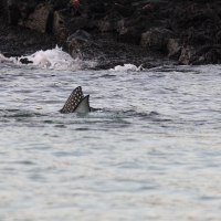 Ecuador, Galapagos, Santa Cruz Mangrove