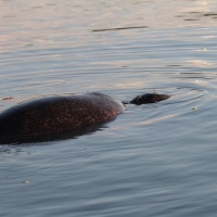 Ecuador, Galapagos, Santa Cruz Mangrove