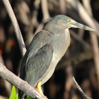 Ecuador, Galapagos, Santa Cruz Mangrove