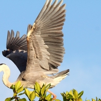 Ecuador, Galapagos, Santa Cruz Mangrove