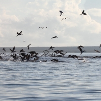 Ecuador, Galapagos, Santa Cruz Mangrove