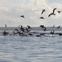 Ecuador, Galapagos, Santa Cruz Mangrove