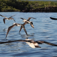 Ecuador, Galapagos, Santa Cruz Mangrove