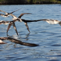 Ecuador, Galapagos, Santa Cruz Mangrove